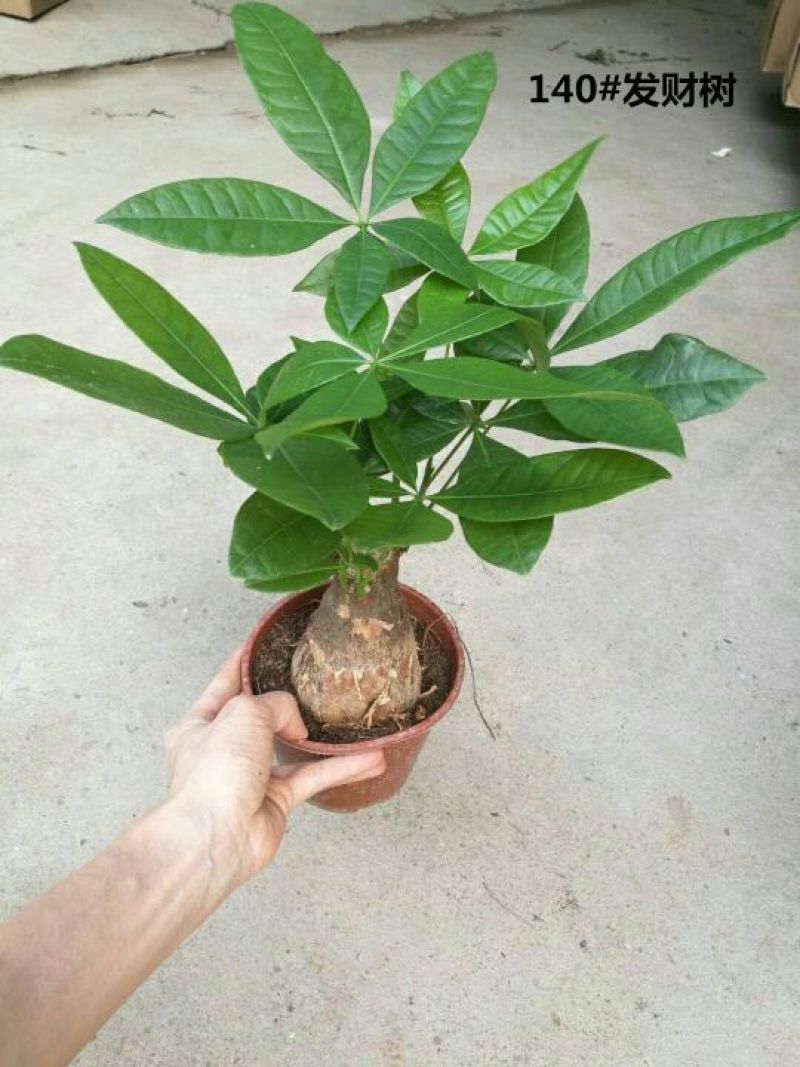 发财树含盆
