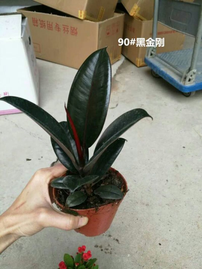 发财树含盆