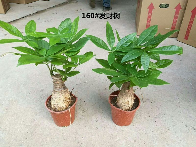 发财树含盆