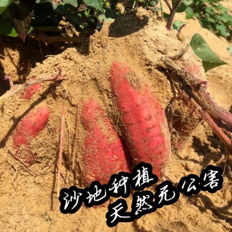 【现发现发】六鳌蜜薯净重5斤装包邮支持一件代发