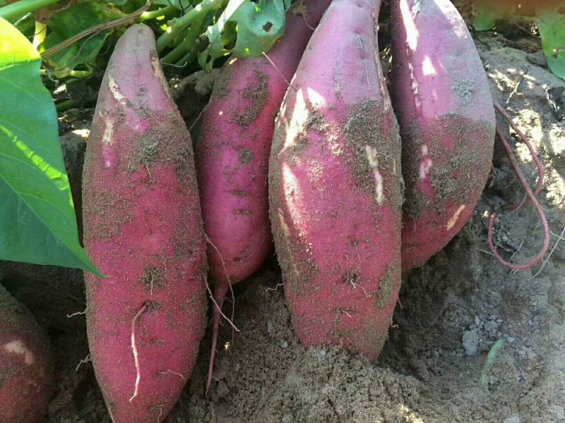 【现发现发】六鳌蜜薯净重5斤装包邮支持一件代发