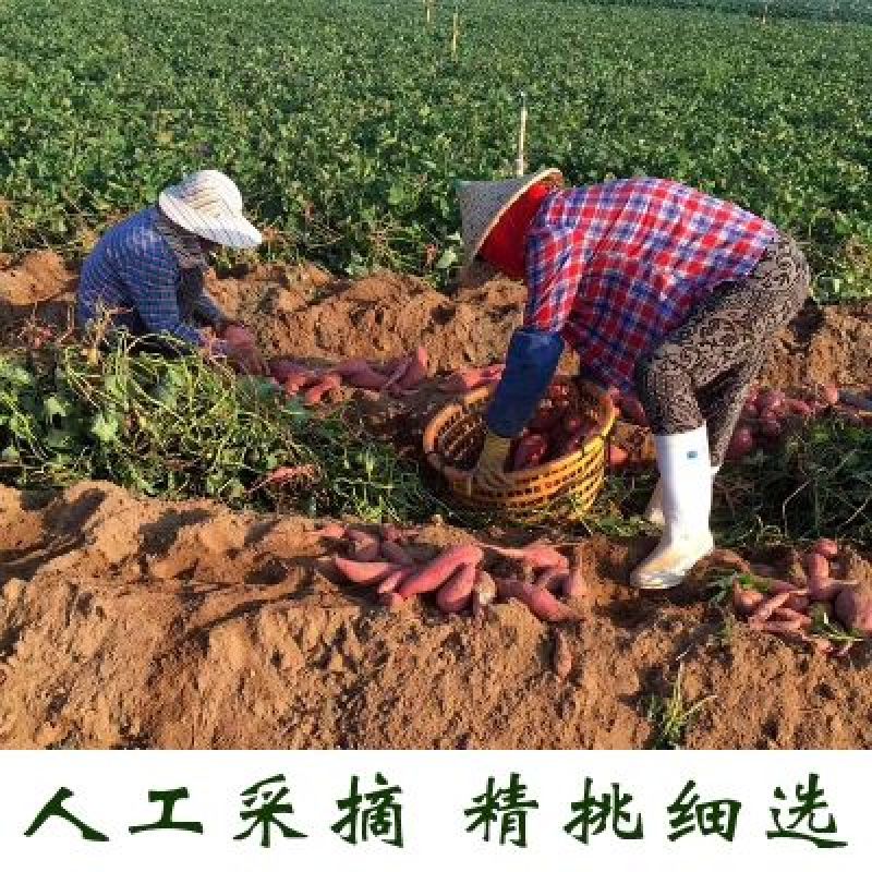 【现发现发】六鳌蜜薯净重5斤装包邮支持一件代发