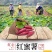 【现发现发】六鳌蜜薯净重5斤装包邮支持一件代发