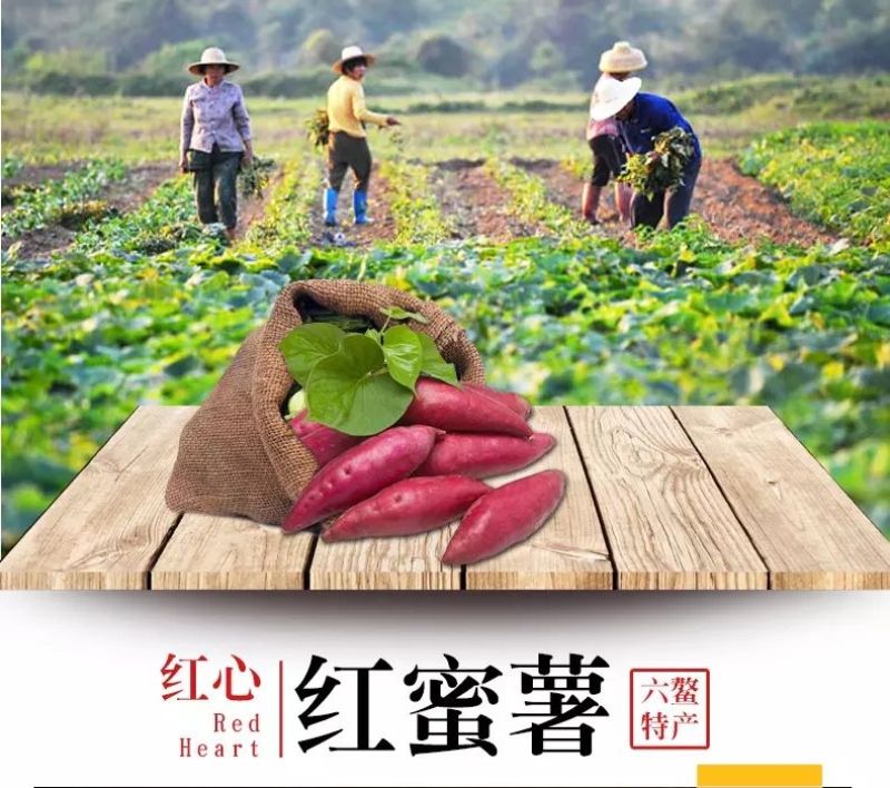 【现发现发】六鳌蜜薯净重5斤装包邮支持一件代发