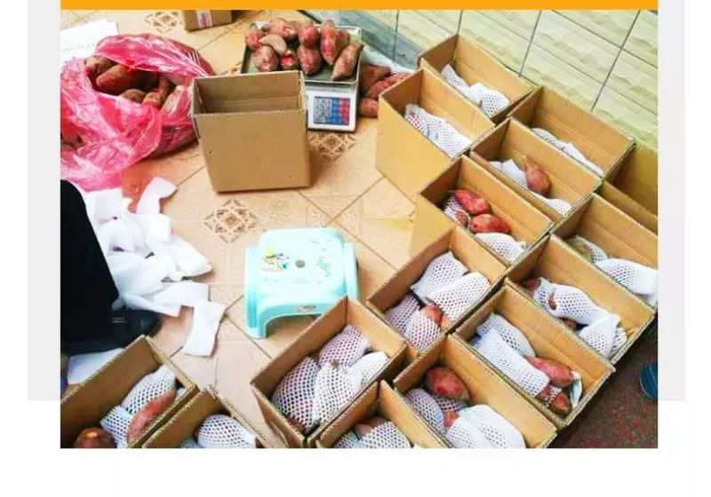 【现发现发】六鳌蜜薯净重5斤装包邮支持一件代发