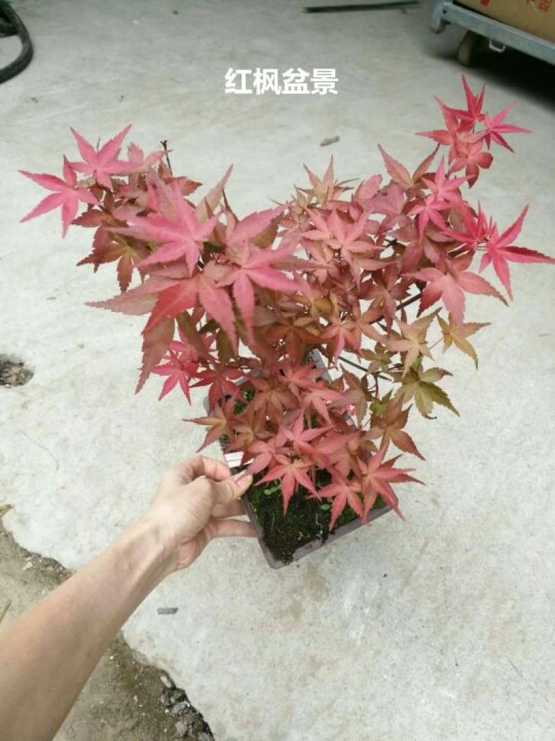 竹柏盆景含盆20~30cm