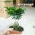 竹柏盆景含盆20~30cm