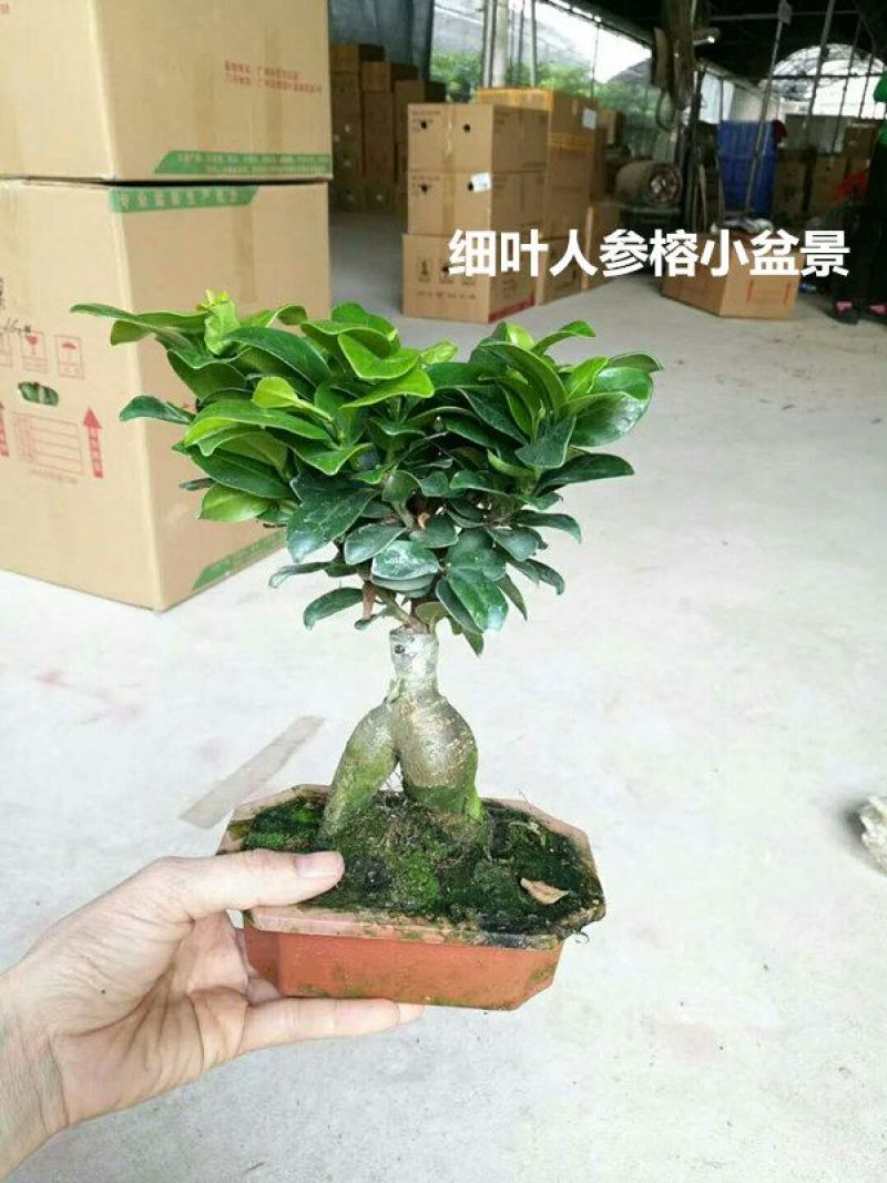 竹柏盆景含盆20~30cm