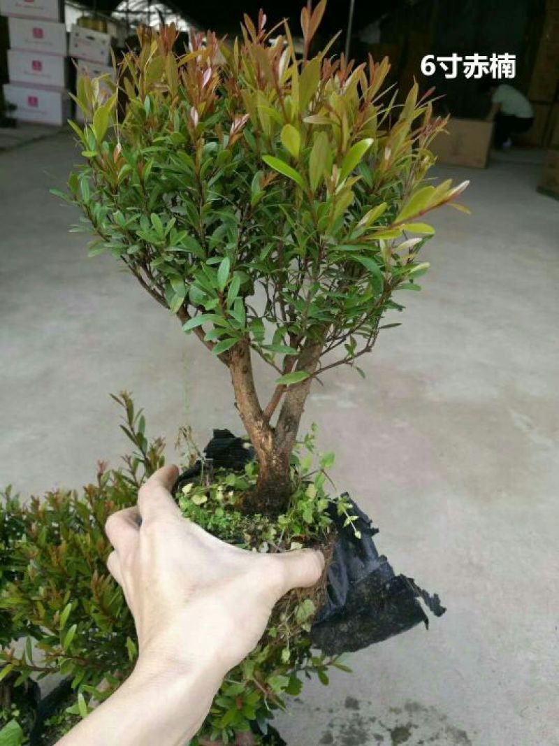 竹柏盆景含盆20~30cm