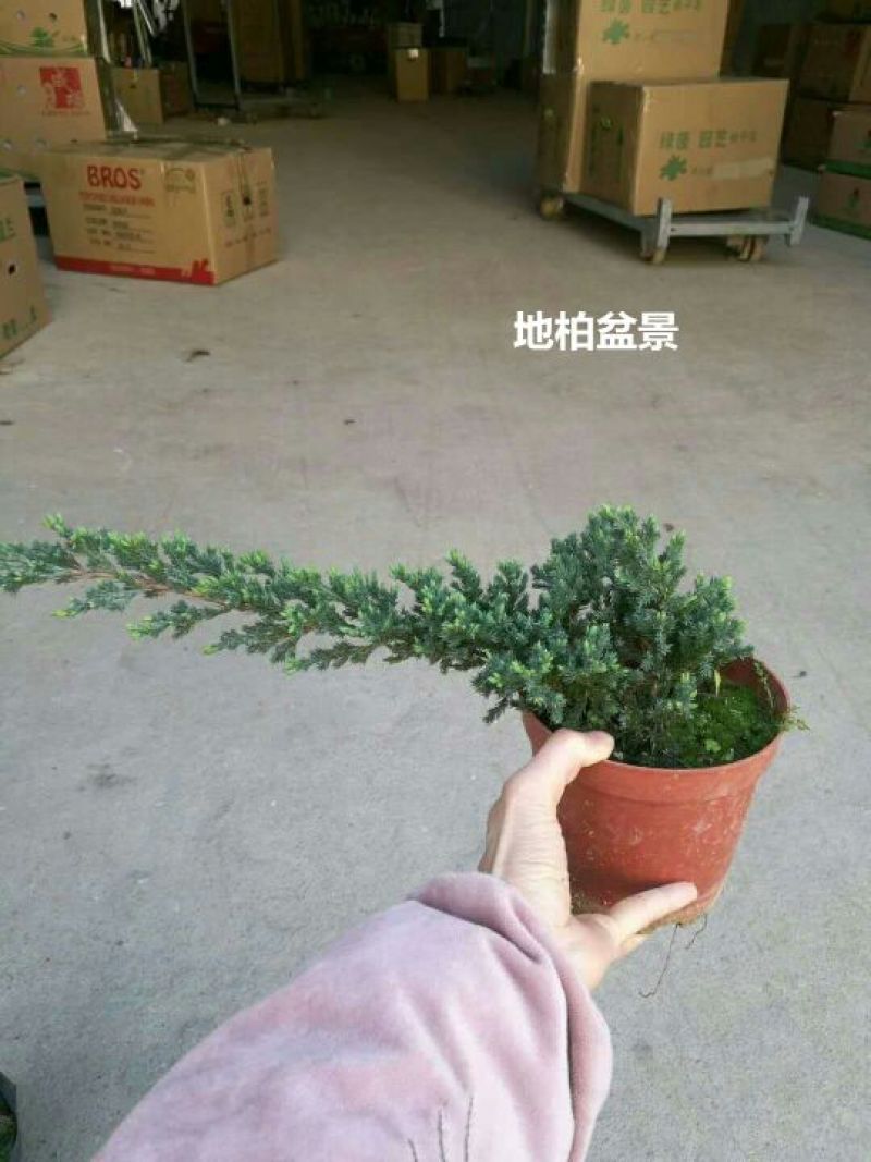 竹柏盆景含盆20~30cm