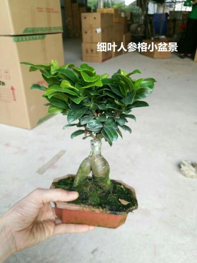 竹柏盆景含盆20~30cm