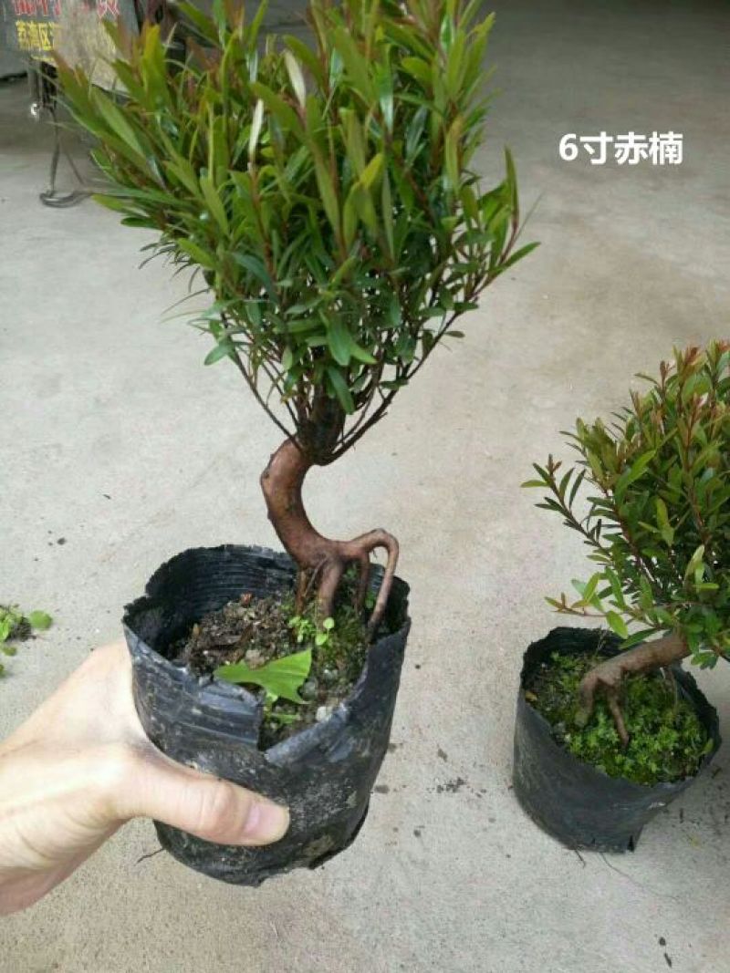 竹柏盆景含盆20~30cm