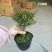 竹柏盆景含盆20~30cm