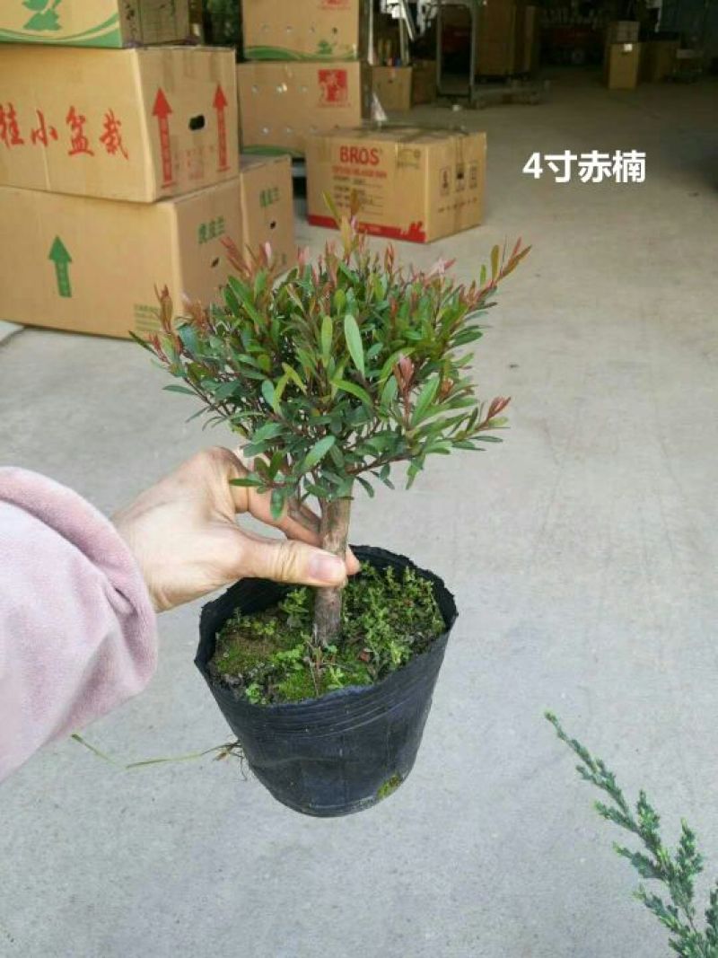 竹柏盆景含盆20~30cm