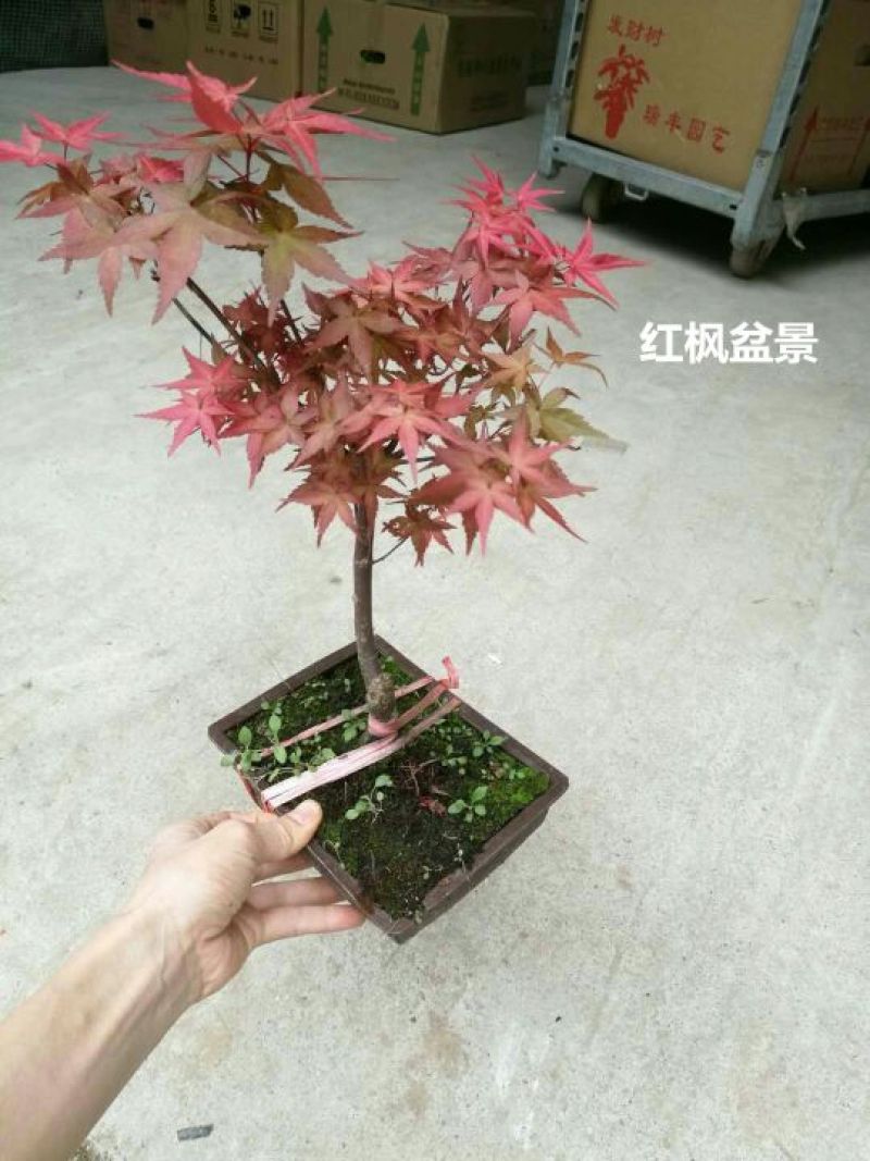 竹柏盆景含盆20~30cm