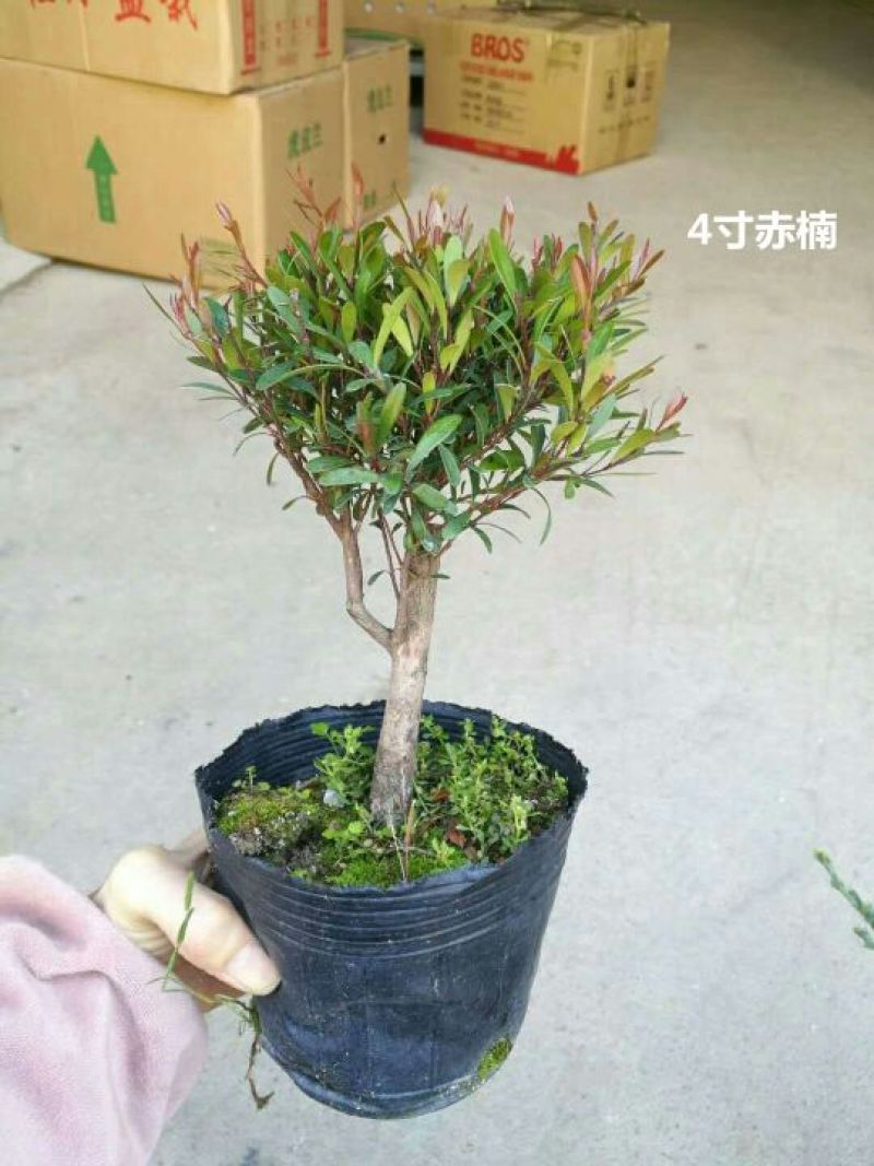 竹柏盆景含盆20~30cm