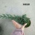 竹柏盆景含盆20~30cm