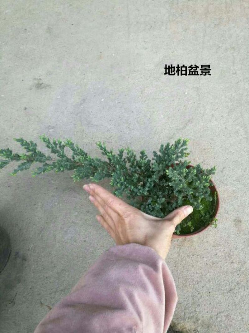 竹柏盆景含盆20~30cm