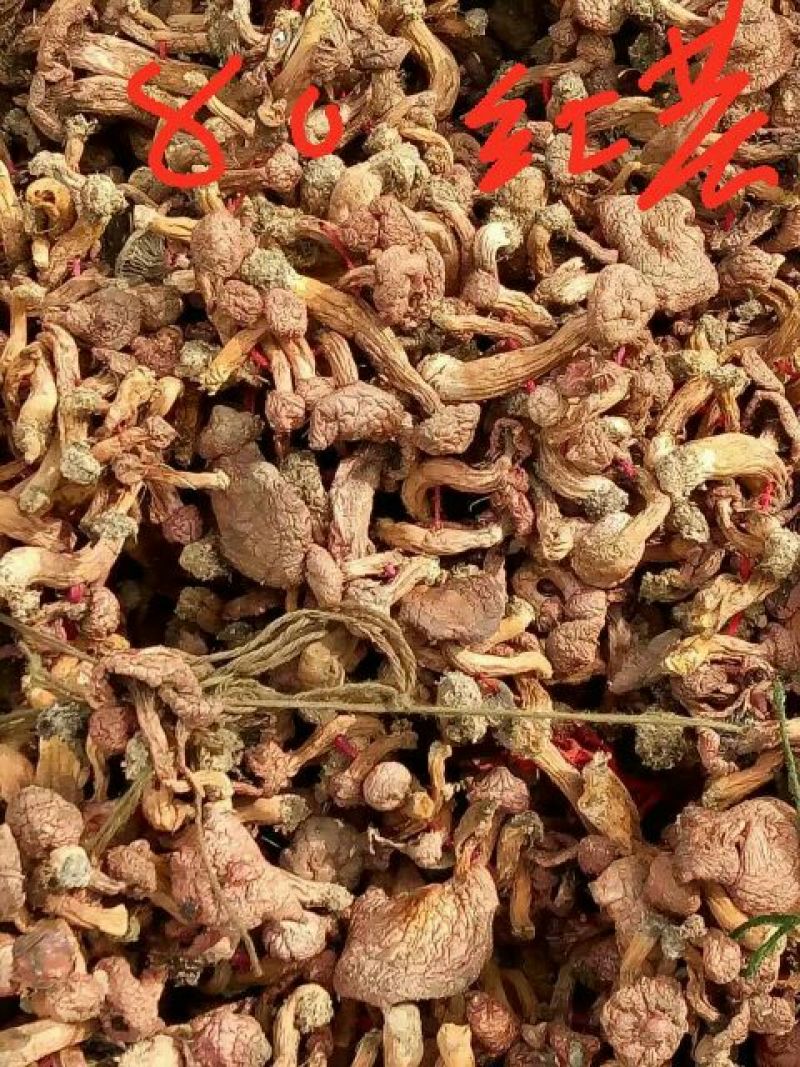 红蘑菇特级3cm