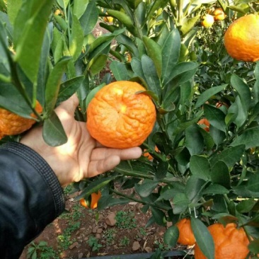 云南晚芦椪柑，大量上市了谢谢全国各地老板看货订货了！