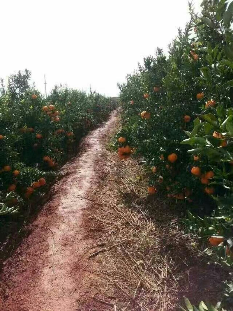 云南晚芦椪柑，大量上市了谢谢全国各地老板看货订货了！