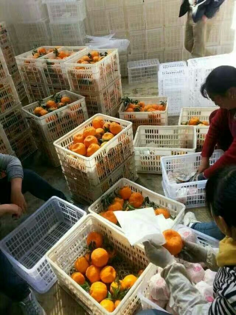 云南晚芦椪柑，大量上市了谢谢全国各地老板看货订货了！