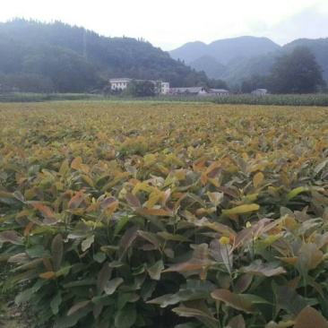 厚朴苗30~50cm厚朴苗60一80，80一1米2，