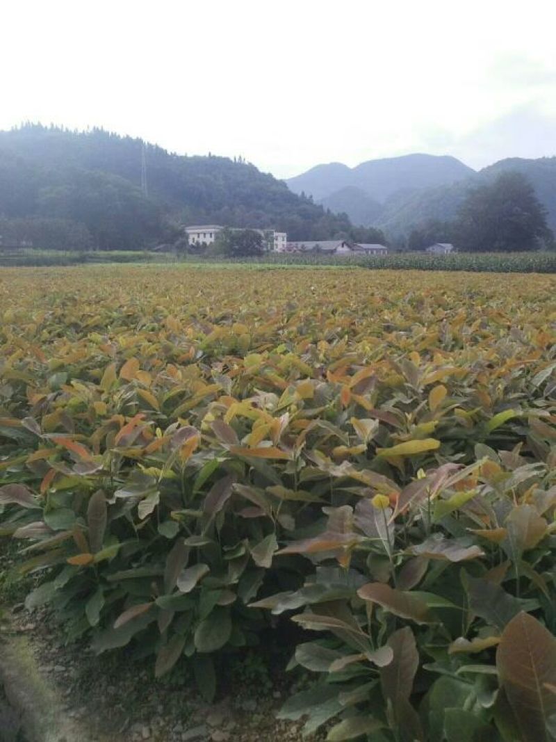 厚朴苗30~50cm厚朴苗60一80，80一1米2，