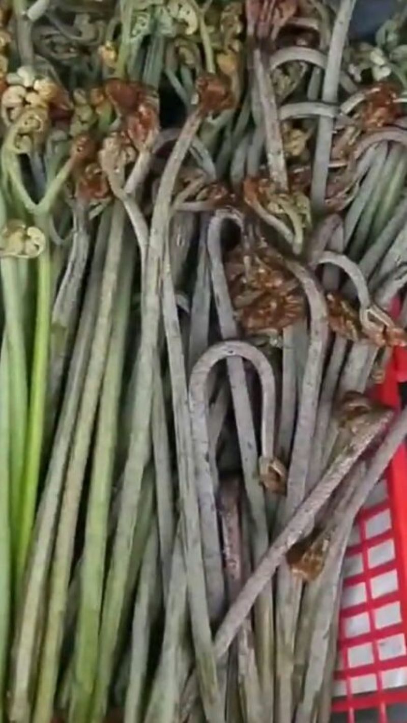 蕨菜