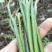 蕨菜