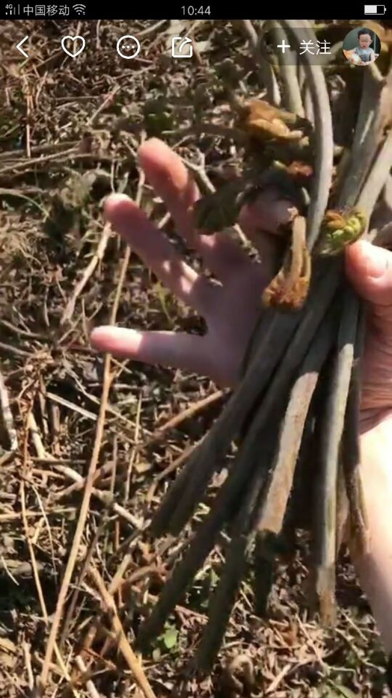 蕨菜