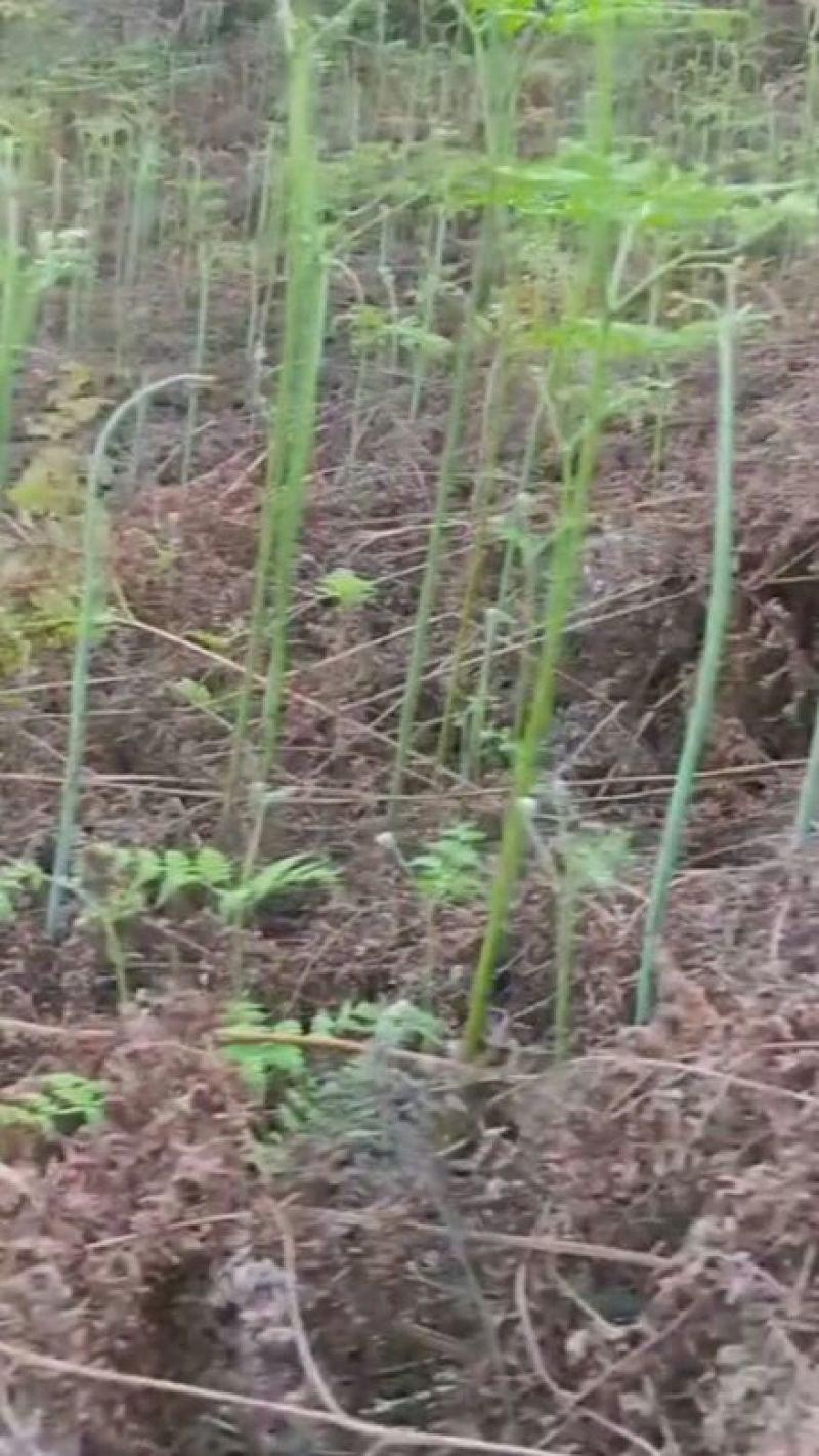 蕨菜