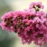 红花紫薇20cm以上0.5米以下1米以下