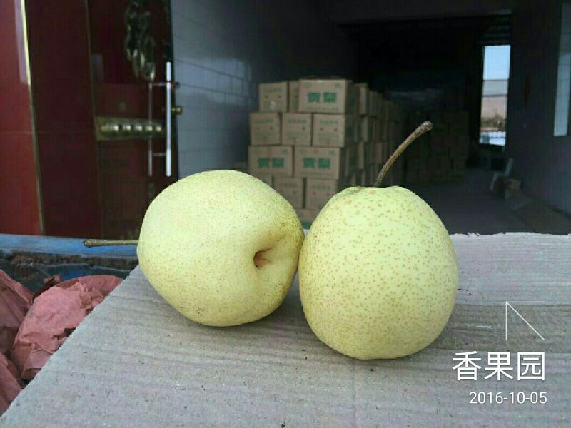 酥梨100~150g纸袋