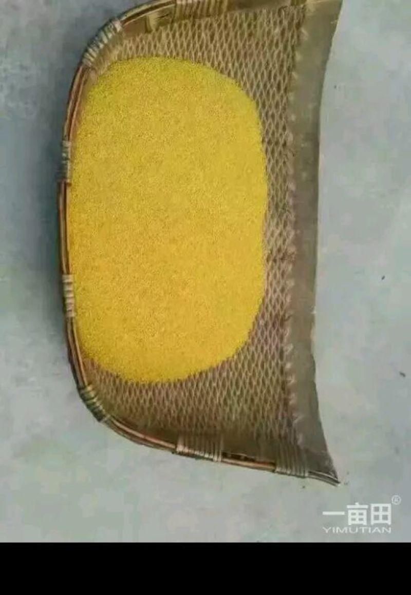 黄金米散装
