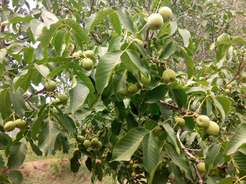 青皮核桃青皮40mm以上湿