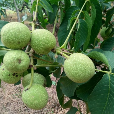 青皮核桃青皮40mm以上湿