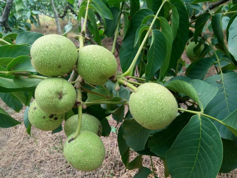 青皮核桃青皮40mm以上湿