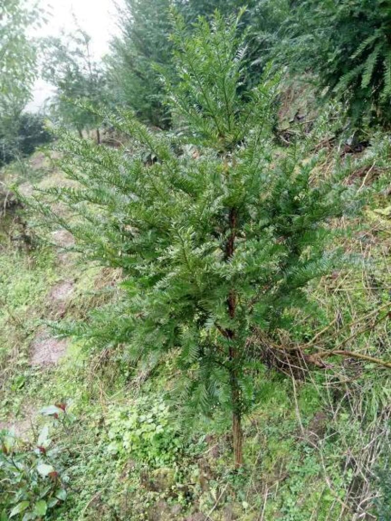 红豆杉，绿化苗木南方红豆杉3~8cm