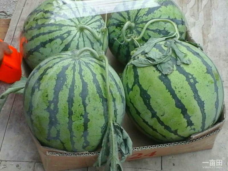 8424西瓜7斤打底9成熟1茬