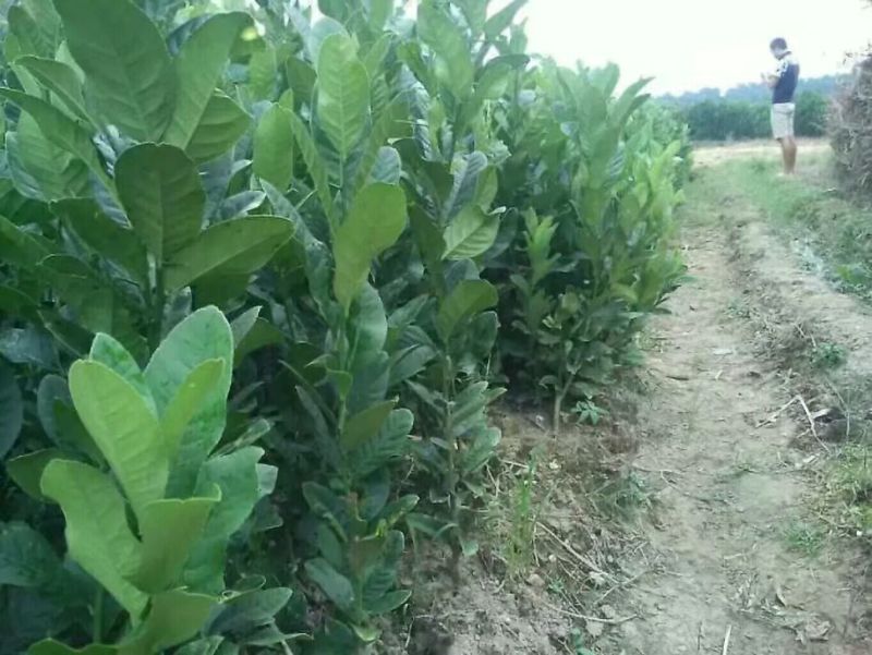 广西高产改良佛手苗，树寿命长，抗病力强。量大包办检疫证