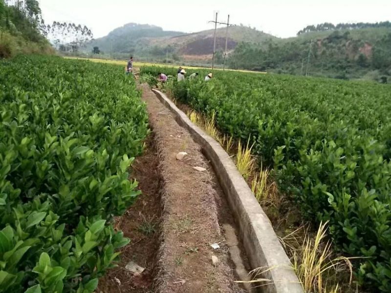 广西高产改良佛手苗，树寿命长，抗病力强。量大包办检疫证