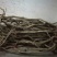 长年销售裸根中华紫藤地径3~8cm1.5~1.8米