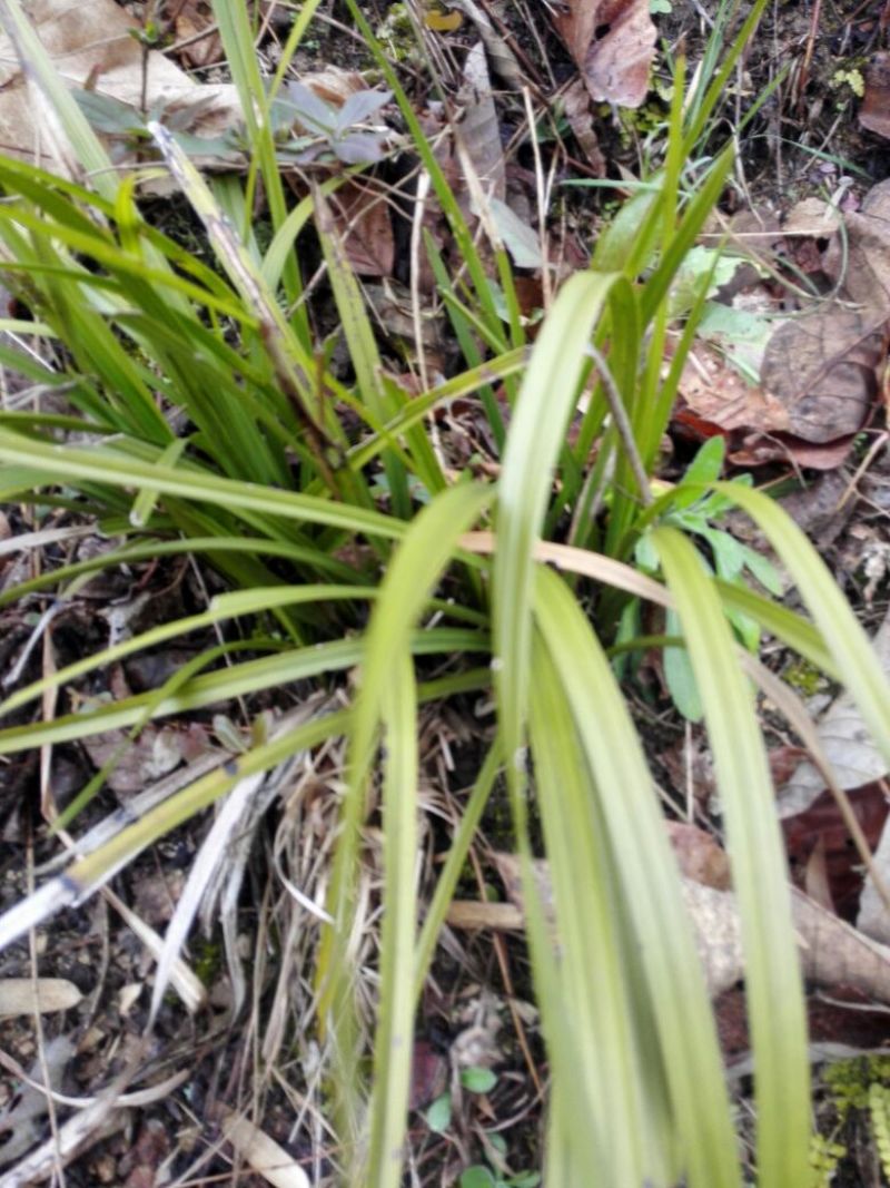 兰花苗3年苗