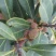 荸荠种3~4cm