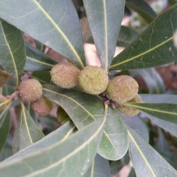 荸荠种3~4cm