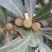 荸荠种3~4cm