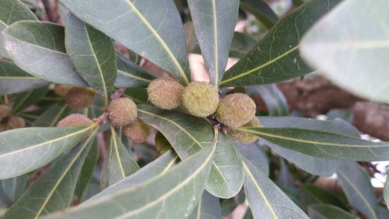 荸荠种3~4cm