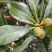 荸荠种3~4cm
