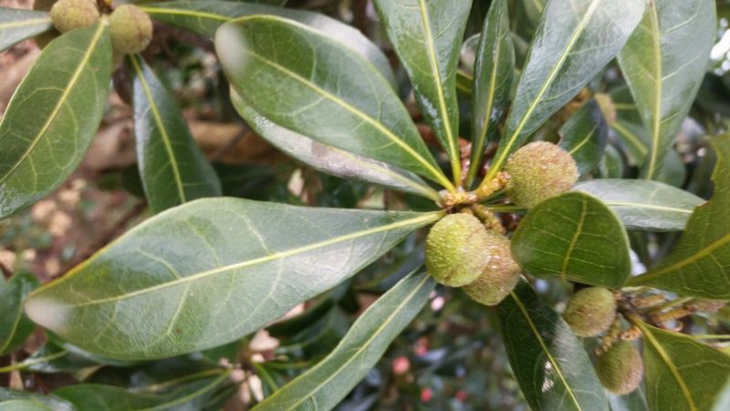 荸荠种3~4cm